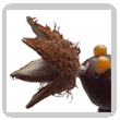 occhi gialli