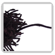 probosciete